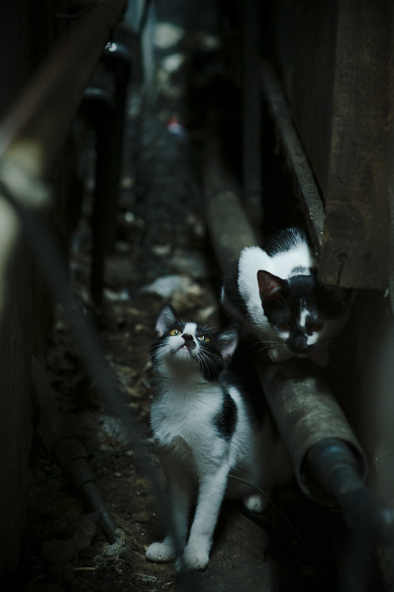 AI智能分析:打破传统战术,开启数据驱动新时代,ai智能化系统