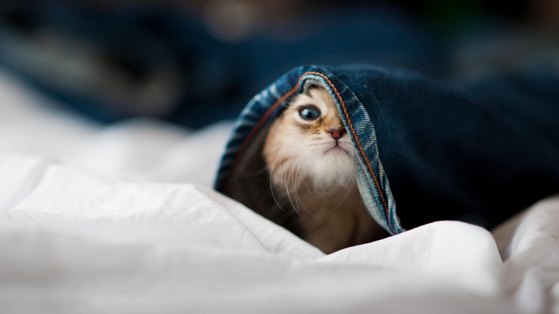 AYX体育官网-“德甲争冠大战打响，最后的关键战役即将到来”，德甲榜首大战