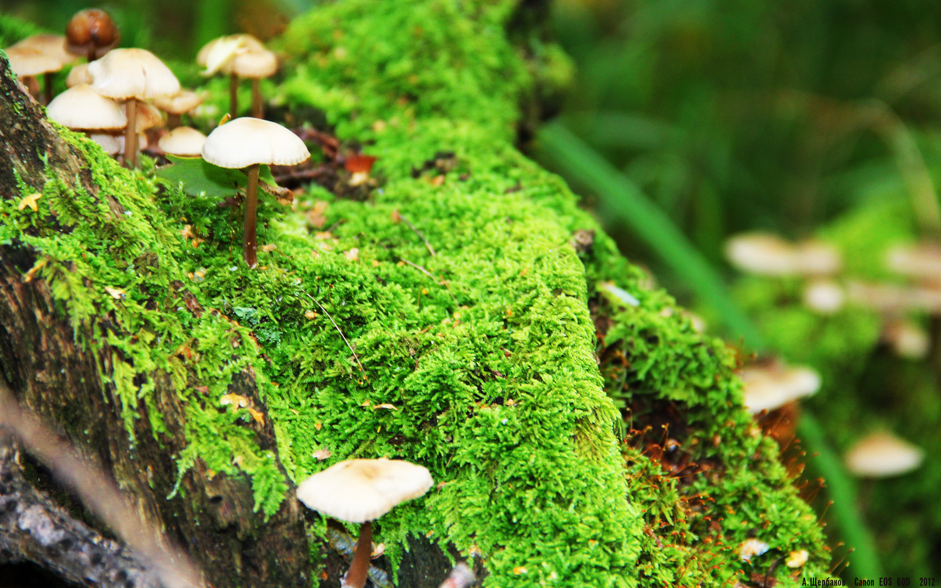 “意甲冲刺圈不断扩大,争夺欧战资格”,意甲抢断榜