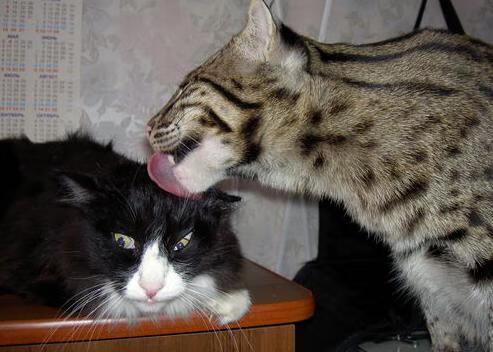 爱游戏app-《职业战队的后勤保障：从健康到心理的全方位支持》，职业战队工资多少钱