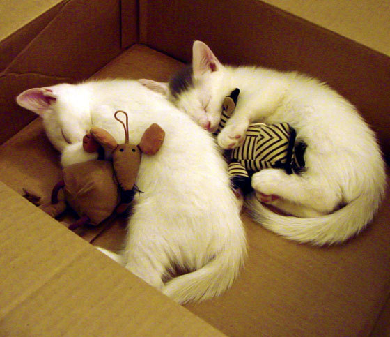 德甲激战,比分4-3,明星哈兰德两球,角球数12个,进攻效率显著提升