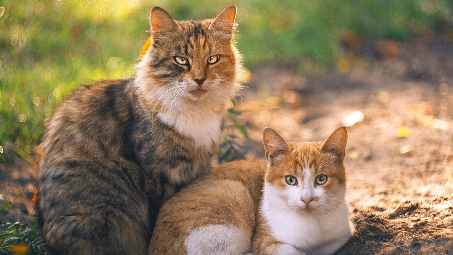 爱游戏在线登录入口-篮球赛事多媒体宣传策略创新，篮球赛事活动营销