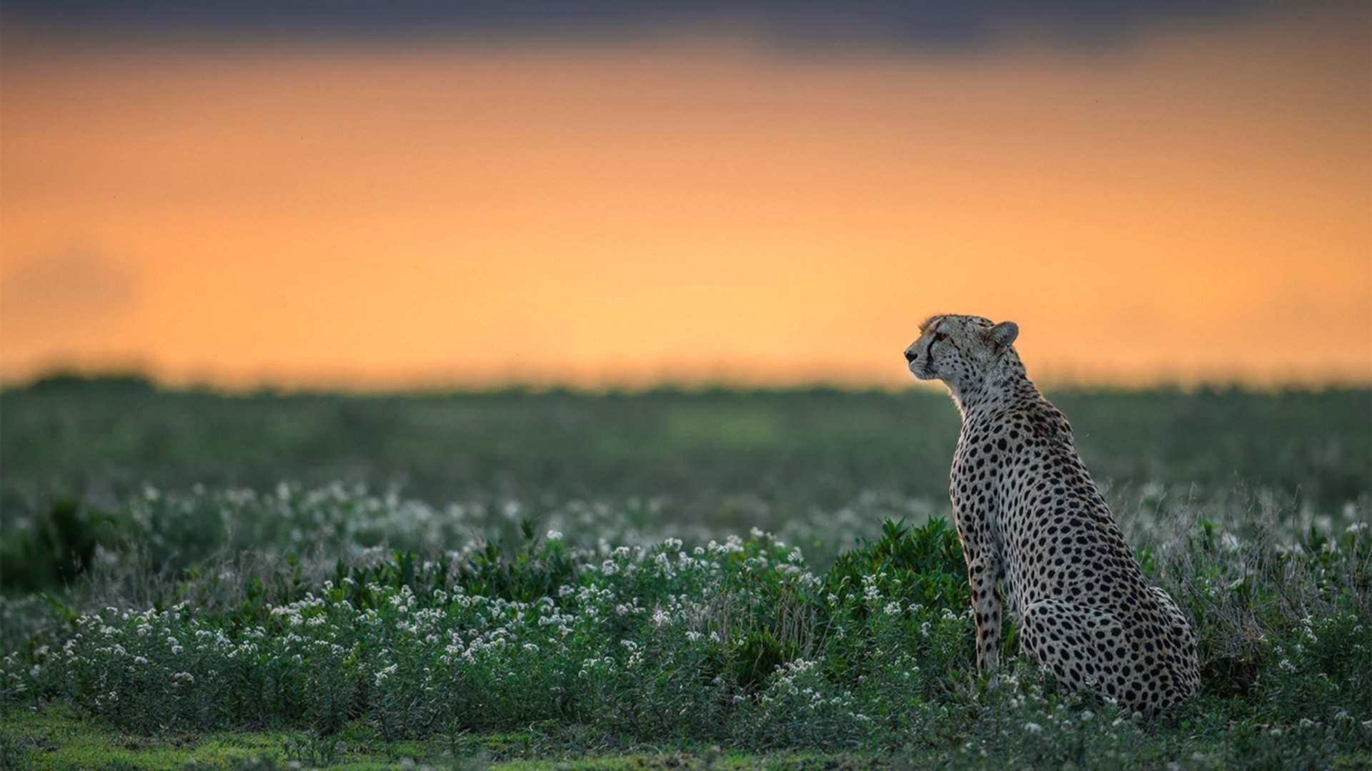 高空吊索漂流挑战，橫扫山谷的极速运动，高空吊绳使用方法视频