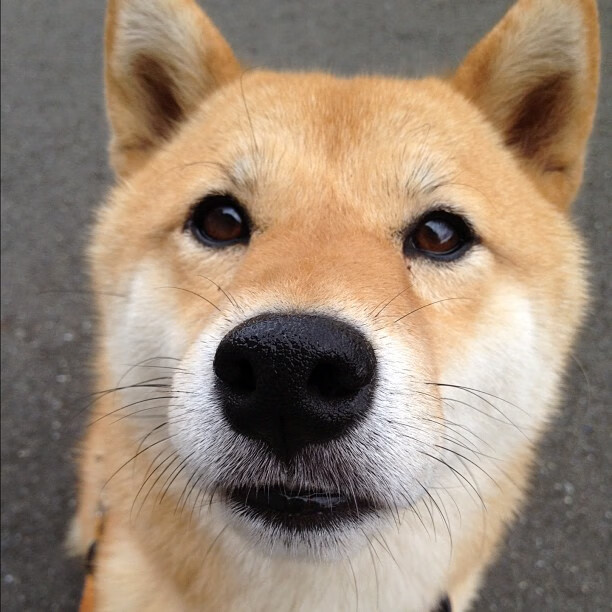 外援身价是否对国内球员薪资结构产生影响，足球外援年薪