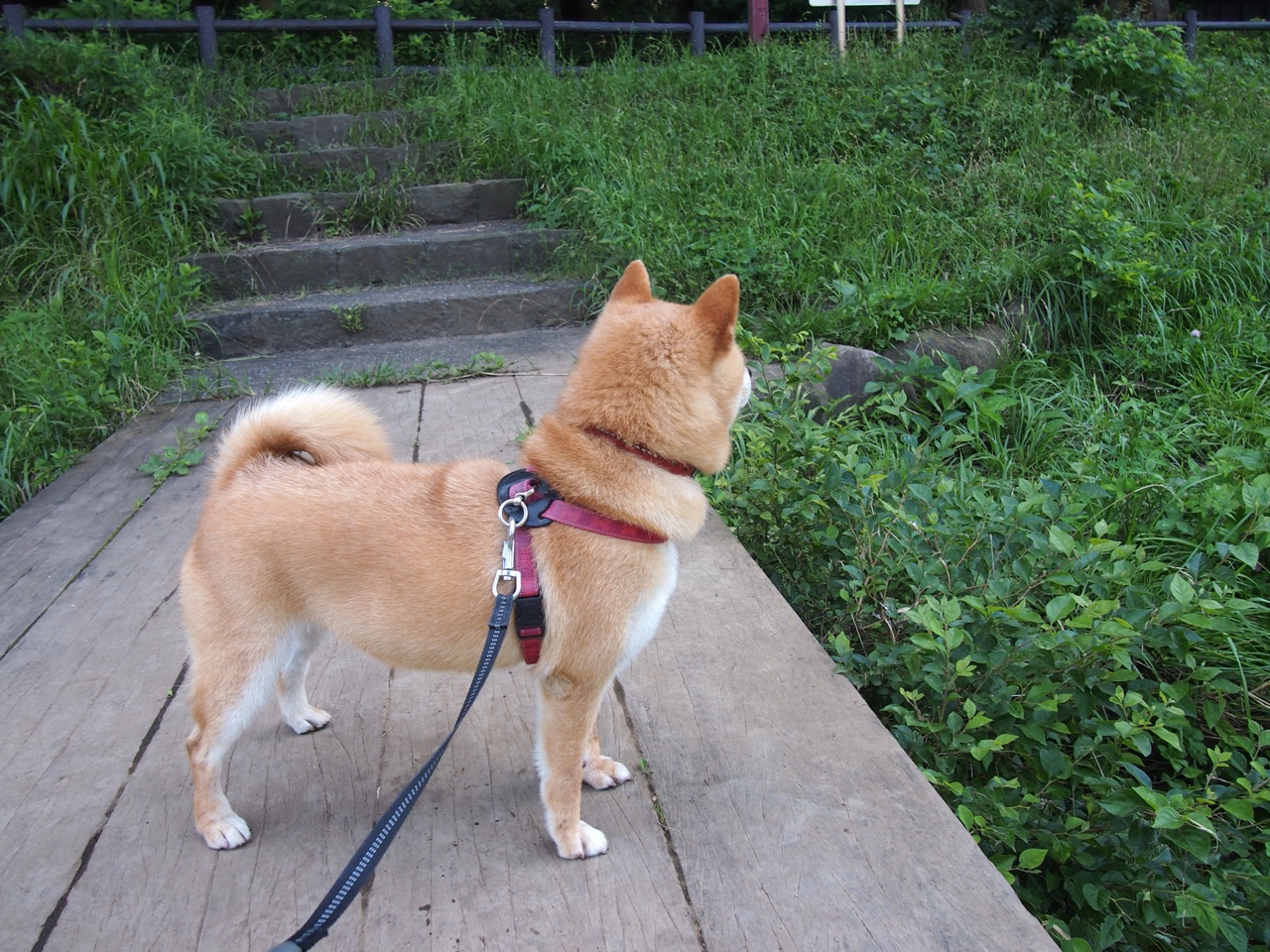 广东队实力强劲,引领全国篮坛风向,广东篮球队战绩