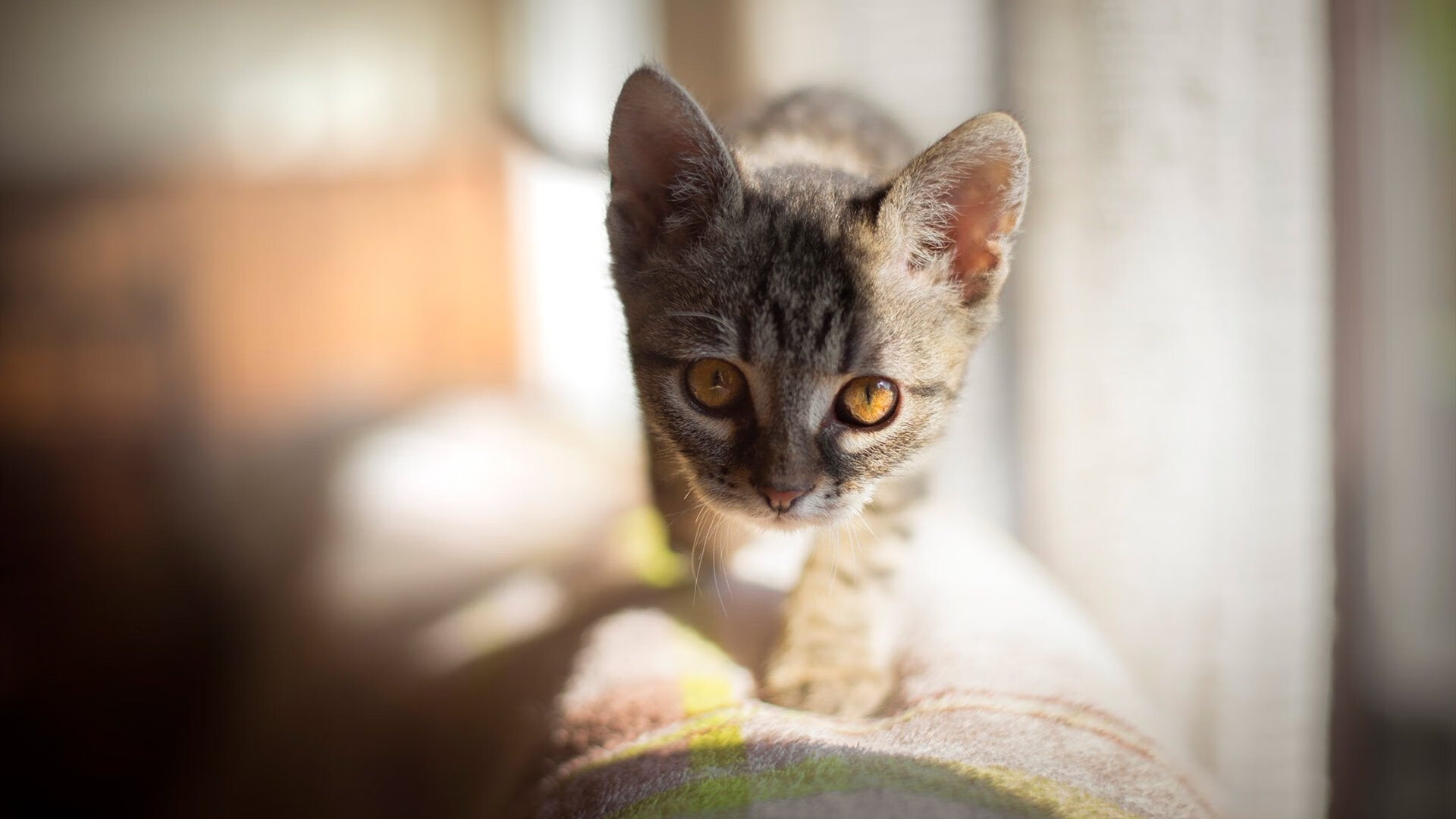 爱游戏娱乐平台-锡安爆扣鹈鹕轻取尼克斯，锡安首秀集锦