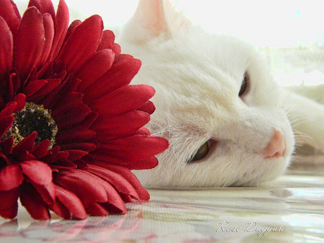 AYXSPORTSAPP-PSG阵型调整频繁影响战术稳定性