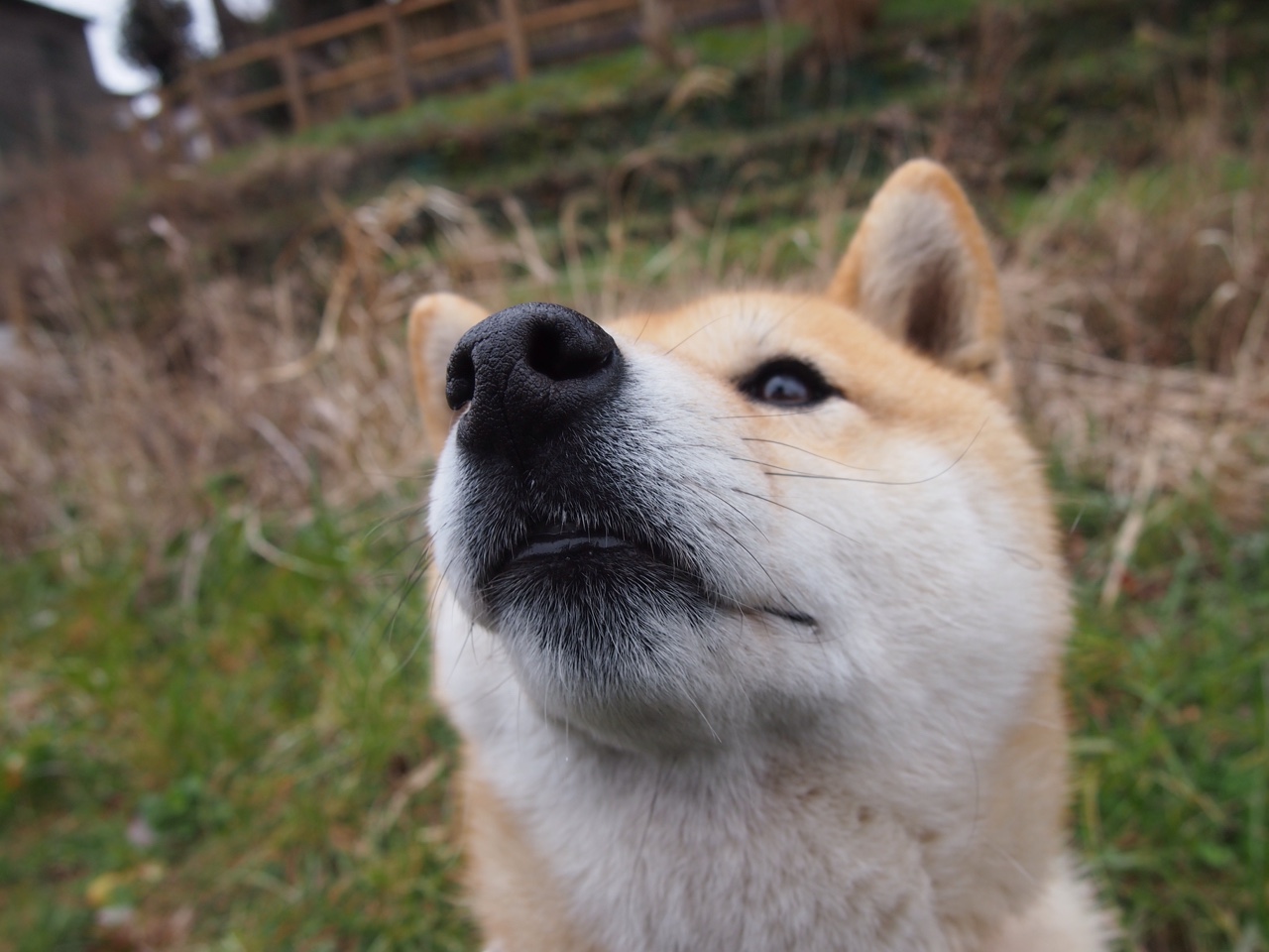 加拿大队未来发展:增强心理训练,提升比赛中的冷静应对能力,加拿大队首发