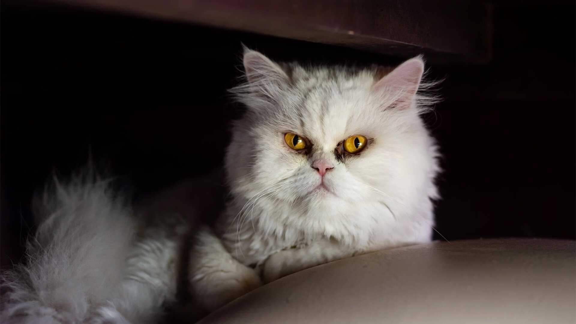 爱游戏 电竞-山东男篮战术打法逐渐成熟季后赛希望重燃，山东男篮官方发布