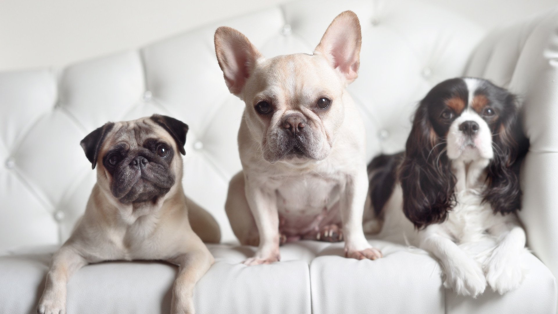 比赛节奏是否与比赛观赏性存在直接联系,比赛分为三个环节