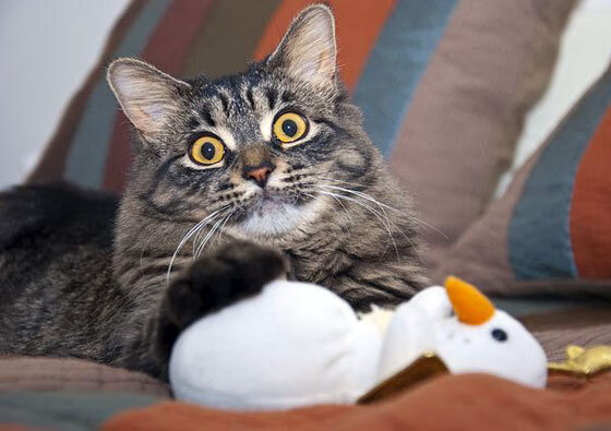 意甲冠军摇摆:最精彩的逆转剧!