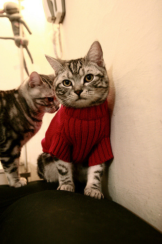 荷兰队在欧洲预赛中表现优异,晋级在望