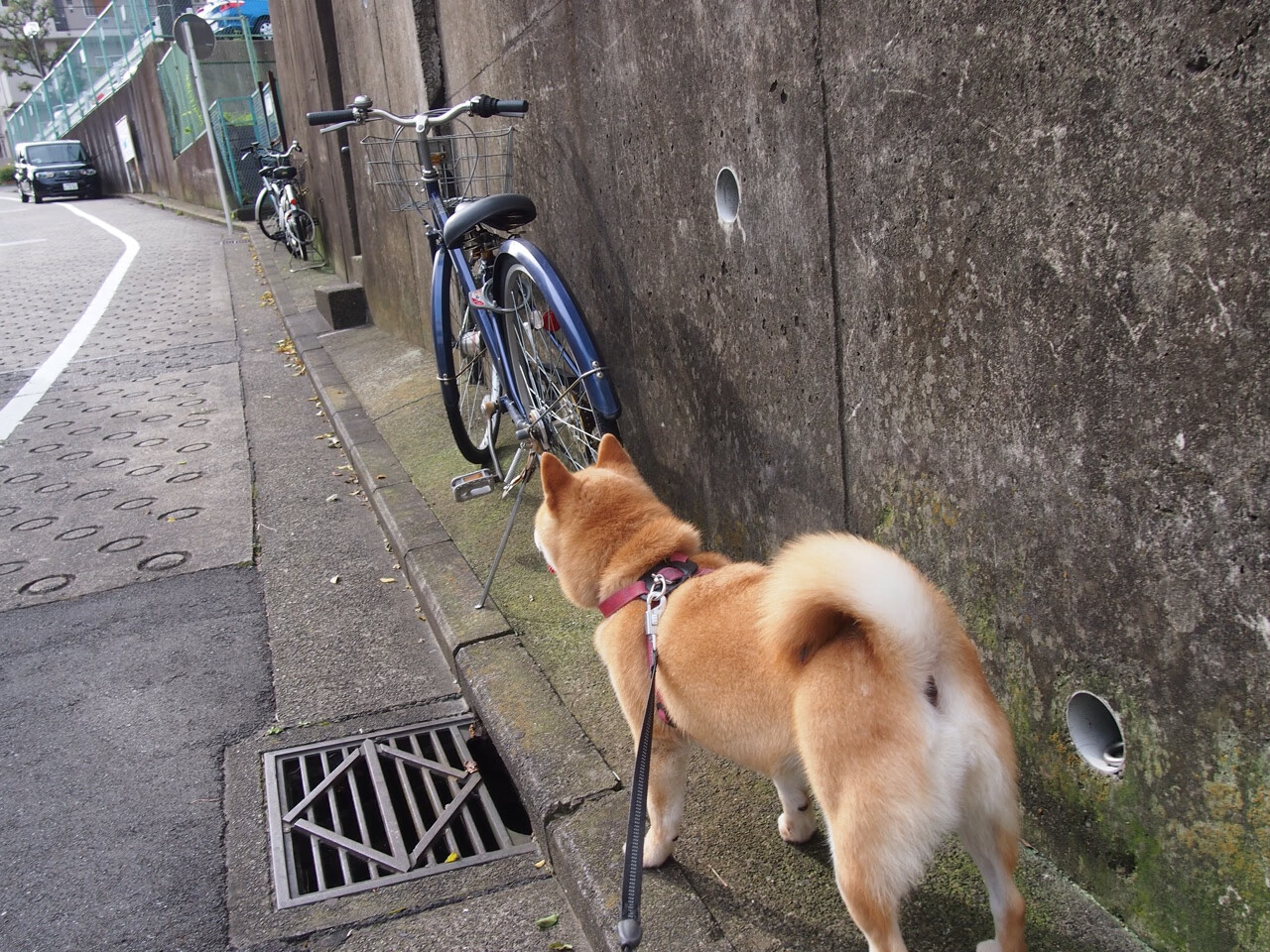 职业联赛季前训练营开放球迷参观提升粉丝参与感，职业联赛的要求